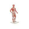 Modelo Anatomico de Figura Humana Muscular Escala 1/3