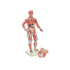 Modelo Anatomico de Figura Humana Muscular Escala 1/3