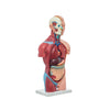 Modelo Anatomico Torso Masculino de 42 cm con 13 piezas