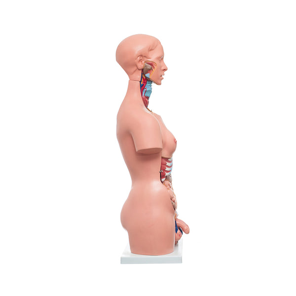 Modelo Anatómico de Torso Humano Unisex - 85 cm