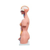 Modelo Anatomico Torso Bisexual de 85 cm con 14 piezas