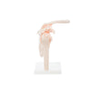 Modelo Anatomico Articulacion de Hombro Tamaño Natural