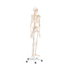 Modelo Anatomico Esqueleto Tamaño Natural