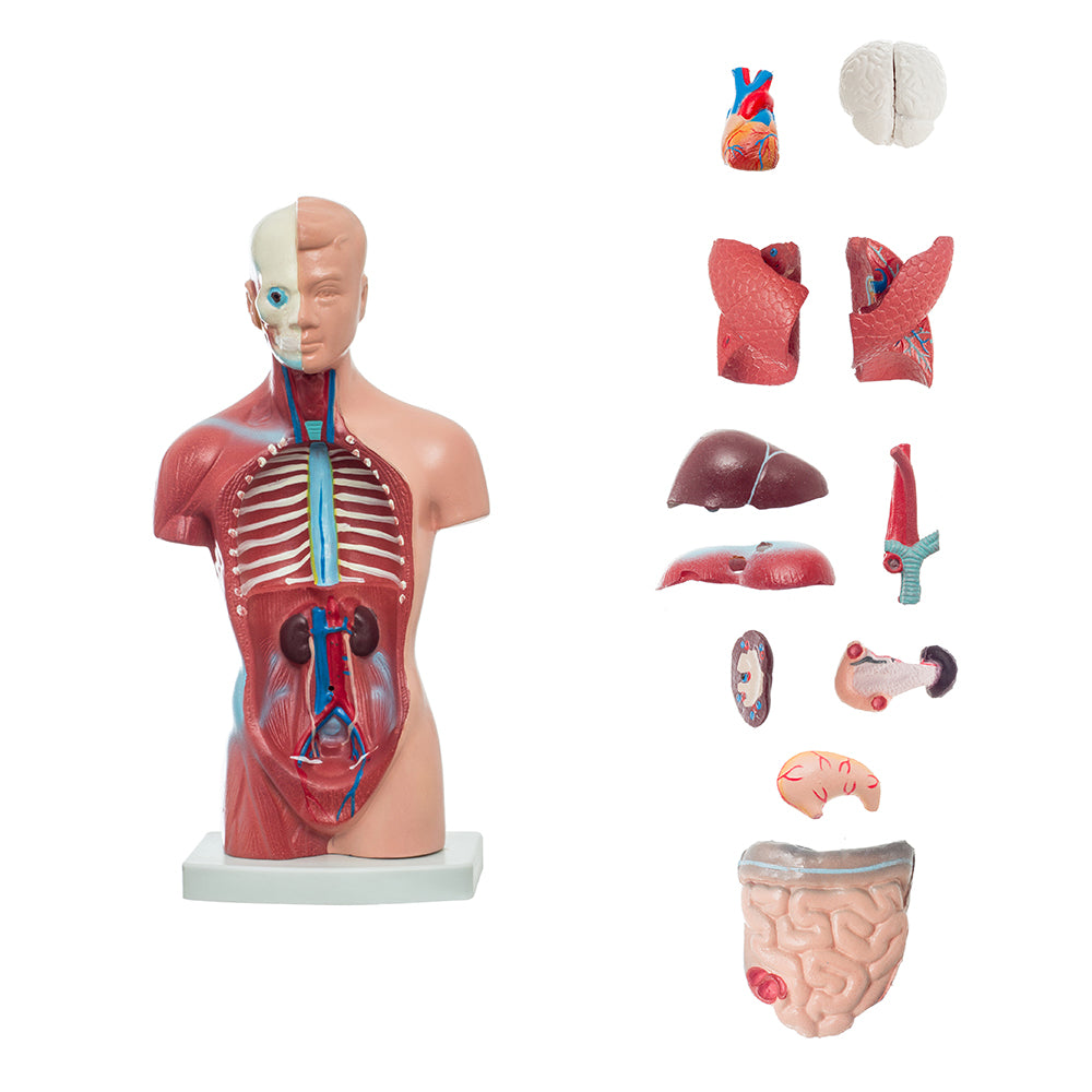  Modelo 28CM Torso Anatomía Modelo Torso Humano Modelo de Cuerpo  Anatomía Torso Modelo Desmontable 15 Partes Anatómica Médica Órganos  Internos para Enseñanza, Modelos Médicos y Materiales Educativos : Juguetes  y Juegos