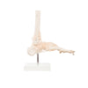 Modelo Anatomico Articulacion de Tobillo Tamaño Natural