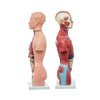 Modelo Anatomico Torso Unisex de 42 cm con 18 piezas