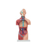 Modelo Anatomico Torso Unisex de 42 cm con 18 piezas