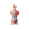Modelo Anatomico Torso Masculino de 42 cm con 13 piezas