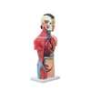 Modelo Anatomico Torso Femenino de 42 cm con 15 piezas