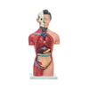 Modelo Anatomico Torso Femenino de 42 cm con 15 piezas