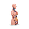 Modelo Anatomico Torso Bisexual de 85 cm con 14 piezas